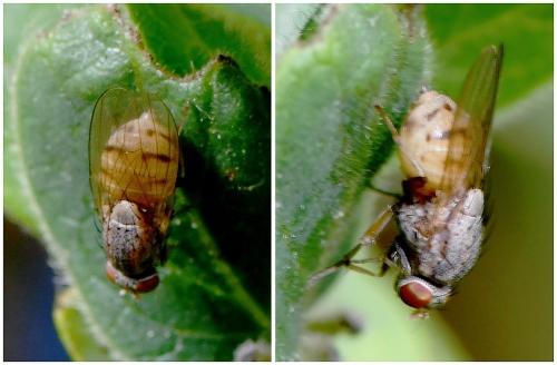 Minettia sp.